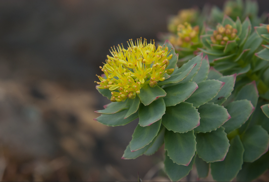 Rhodiola rosea - 7 beneficios según la ciencia